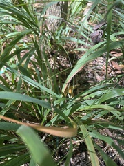 Chasmanthium sessiliflorum