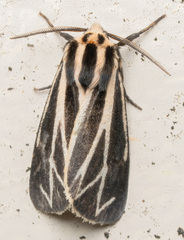 Apantesis