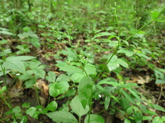 Cryptotaenia canadensis