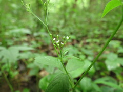 Cryptotaenia canadensis