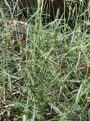 Muhlenbergia schreberi