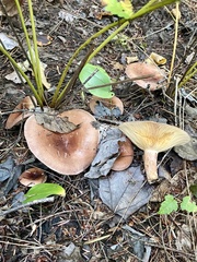 Lactarius hysginus