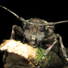 Dryoctenes scrupulosus