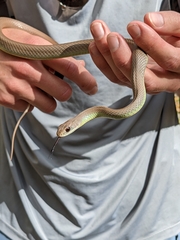 Coluber constrictor mormon