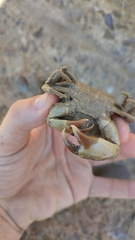 Panopeus africanus