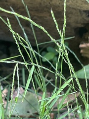 Muhlenbergia schreberi