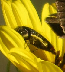 Acmaeodera flavomarginata