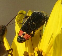 Acmaeodera flavomarginata