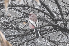 Carpodacus sibiricus