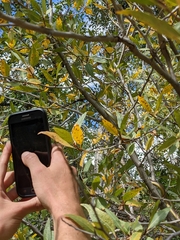 Coluber constrictor mormon