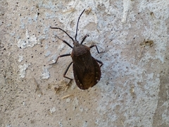 Spartocera