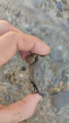 Panopeus africanus