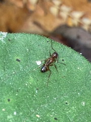 Camponotus subbarbatus