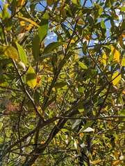 Coluber constrictor mormon