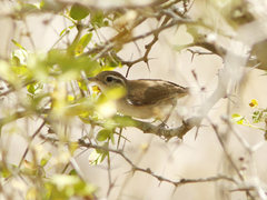 Uropsila leucogastra