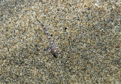 Pomatoschistus marmoratus