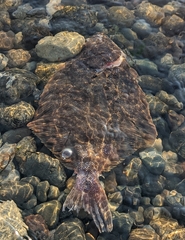 Lepidopsetta bilineata