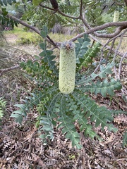 Banksia grandis