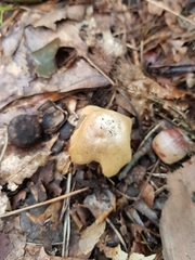 Cortinarius caperatus