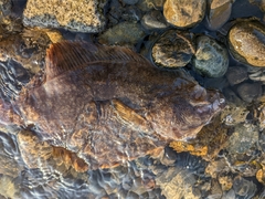 Lepidopsetta bilineata