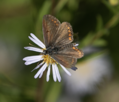 Aricia agestis