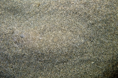 Scophthalmus rhombus