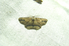 Menophra abruptaria