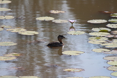 Thalassornis leuconotus