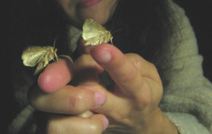 Habrosyne pyritoides