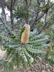 Banksia grandis