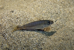 Trachurus mediterraneus