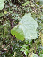 Menispermum canadense