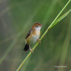 Cisticola exilis