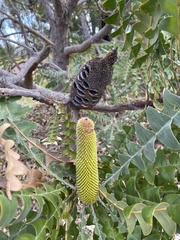 Banksia grandis