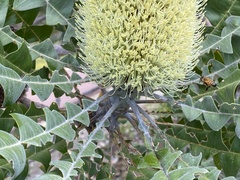 Banksia grandis