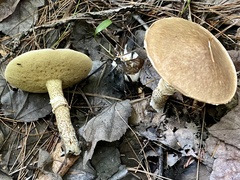 Suillus acidus