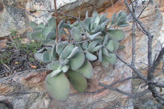 Crassula cotyledonis