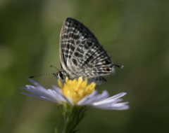 Leptotes pirithous