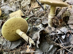 Suillus acidus