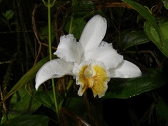 Sobralia chrysostoma
