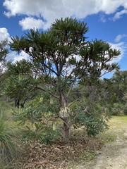Banksia grandis