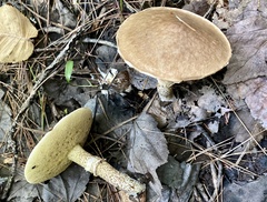 Suillus acidus