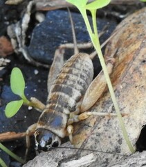 Gryllus lineaticeps