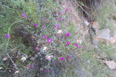 Lampranthus falcatus