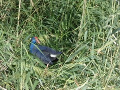 Porphyrio porphyrio