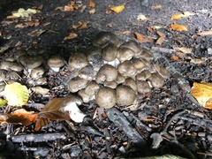 Coprinopsis romagnesiana