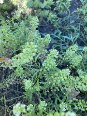 Lepidium densiflorum