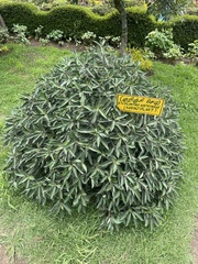 Strobilanthes kunthiana