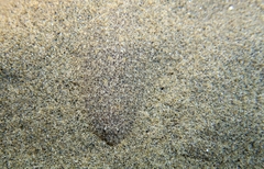 Arnoglossus