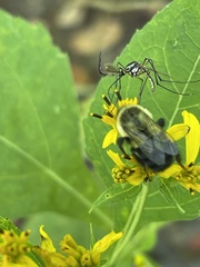 Toxorhynchites rutilus